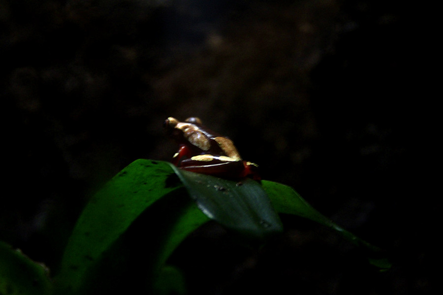 小到可以蹲在一个草叶上！