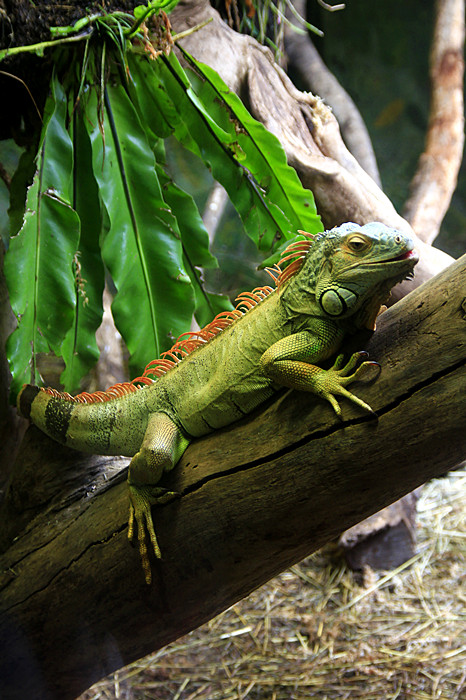 这个家伙大些，可以吃掉前面的蛙