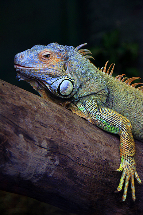 它的颜色好像在变！