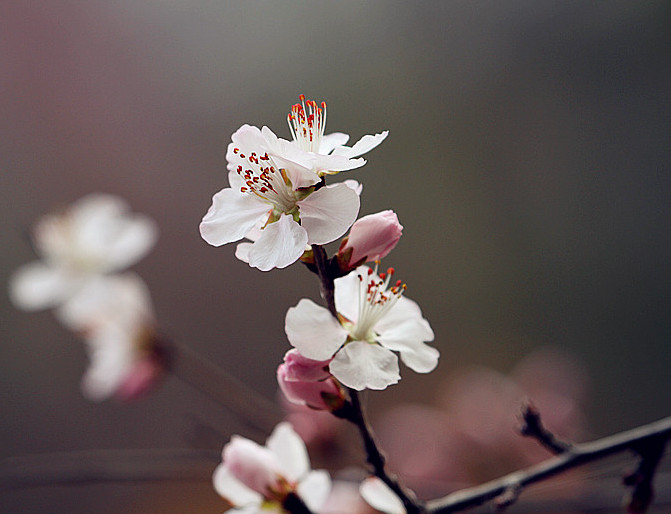 13年桃花 007_副本_副本.jpg