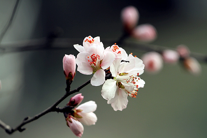 13年桃花 018_副本.jpg