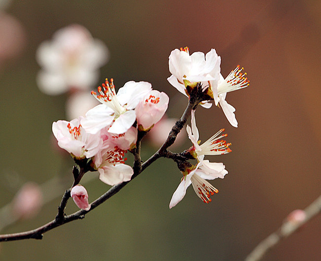 13年桃花 027_副本_副本.jpg