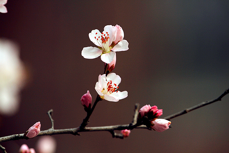 13年桃花 032_副本.jpg