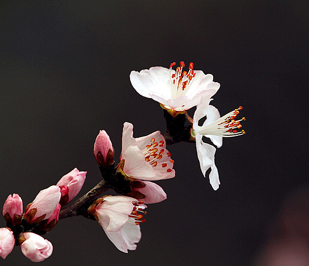 13年桃花 035_副本_副本.jpg