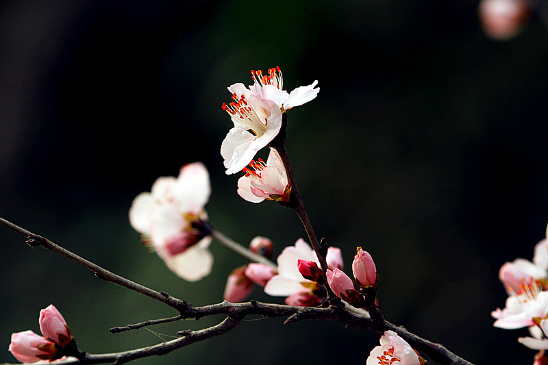 13年桃花 036_副本.jpg