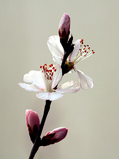 13年桃花 038_副本_副本.jpg