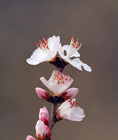 13年桃花 039_副本_副本.jpg