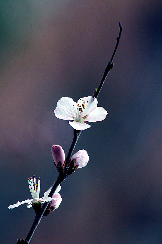 13年桃花 006_副本.jpg