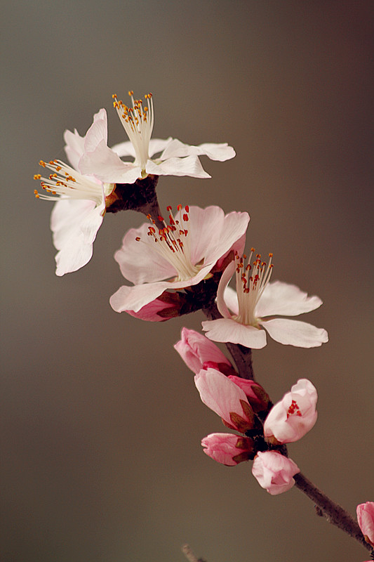 13年桃花 008_副本.jpg