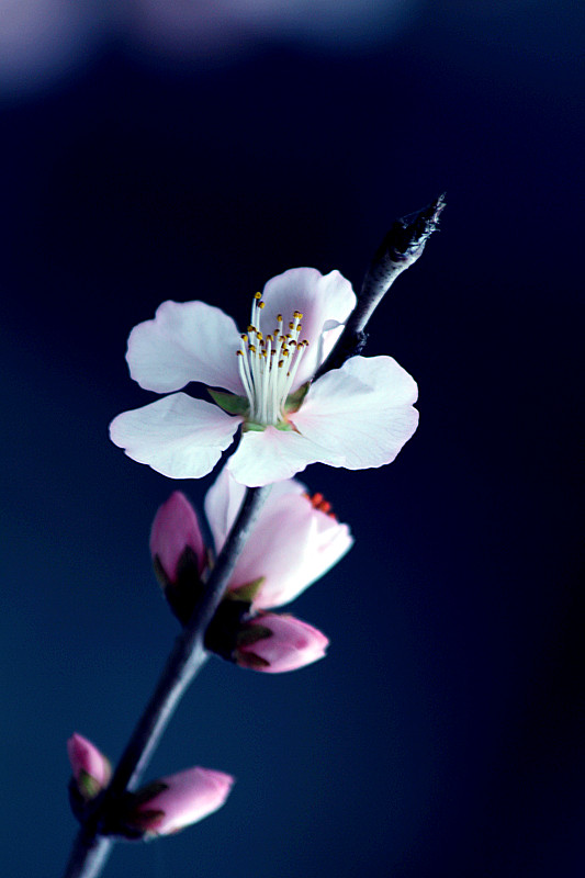 13年桃花 012_副本.jpg