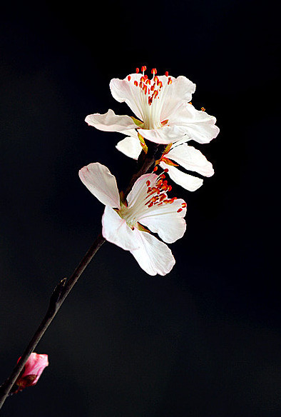 13年桃花 023_副本_副本_副本.jpg