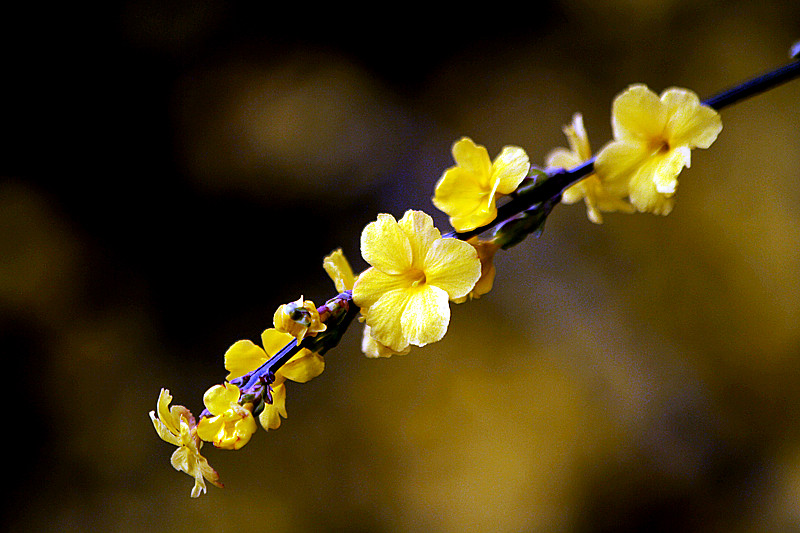 13年桃花 032_副本1.jpg