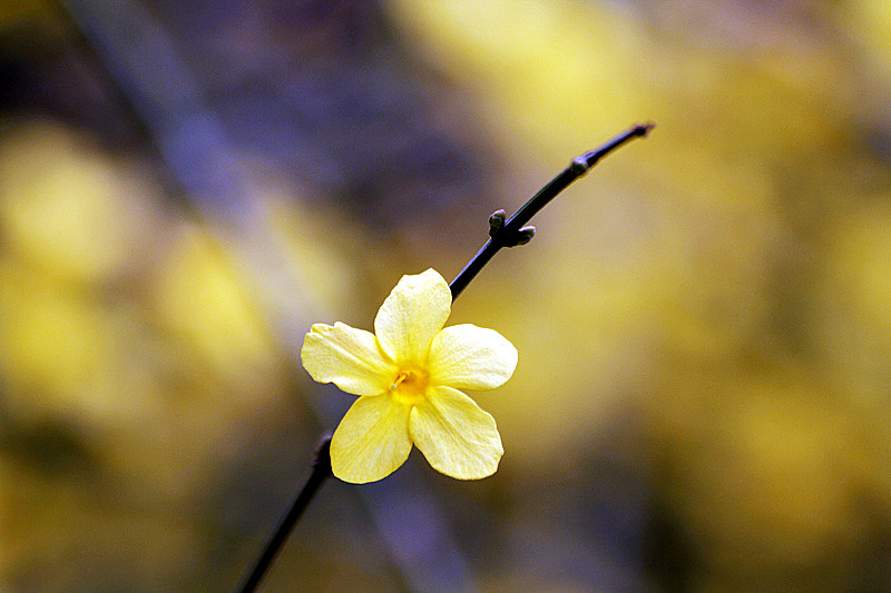 13年桃花 034_副本1.jpg