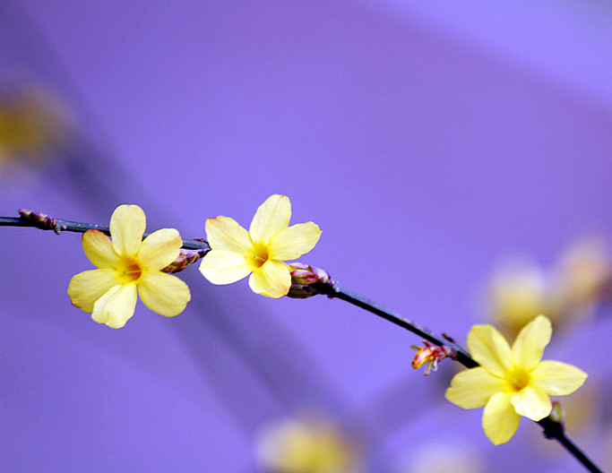 13年桃花 038_副本.jpg