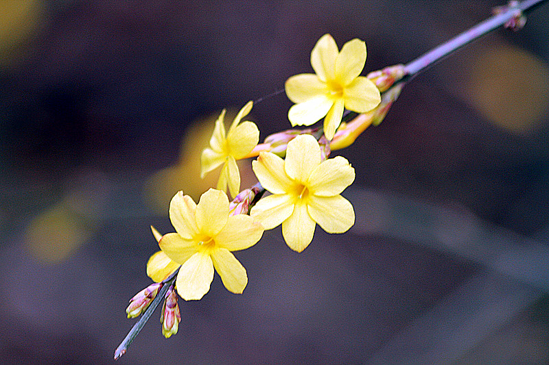 13年桃花 041_副本.jpg