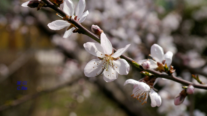 20130305微单 (1).jpg