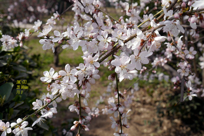 20130305微单 (3).jpg