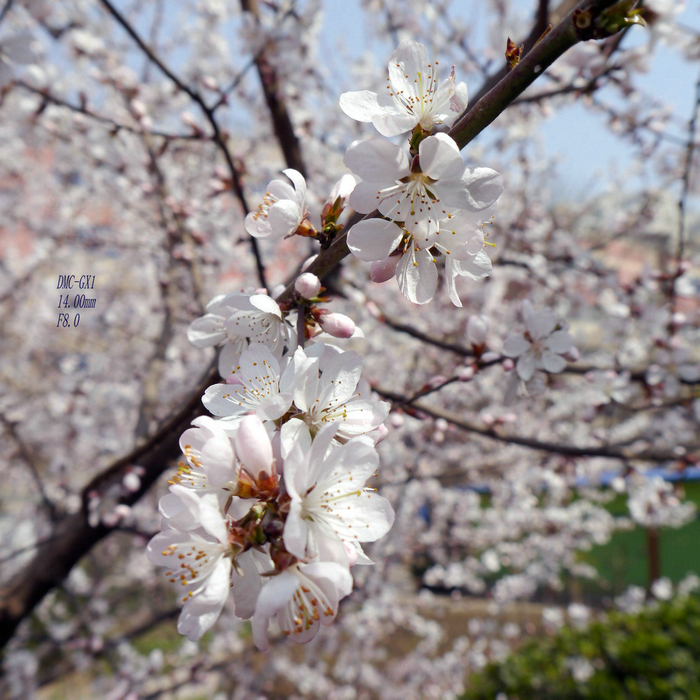 20130305微单 (6).jpg