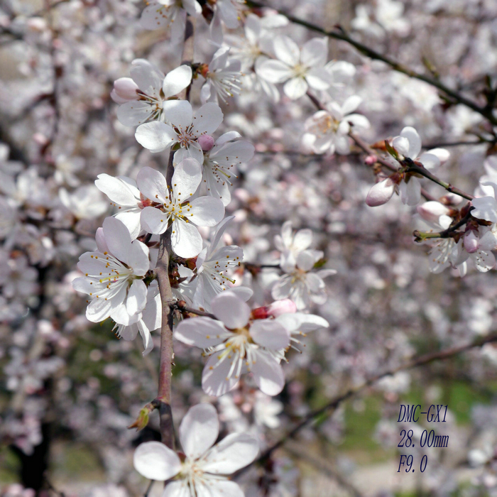 20130305微单 (8).jpg