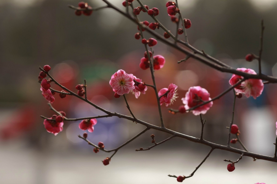 调整大小 调整大小 IMG_3734.jpg