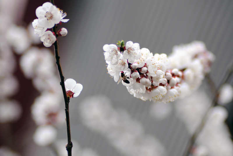 杏花4.jpg