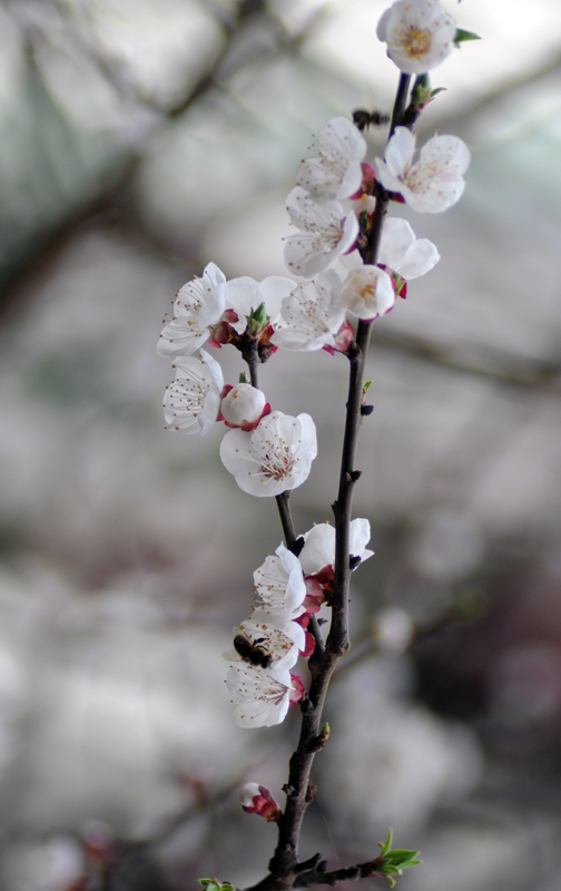 杏花6.jpg