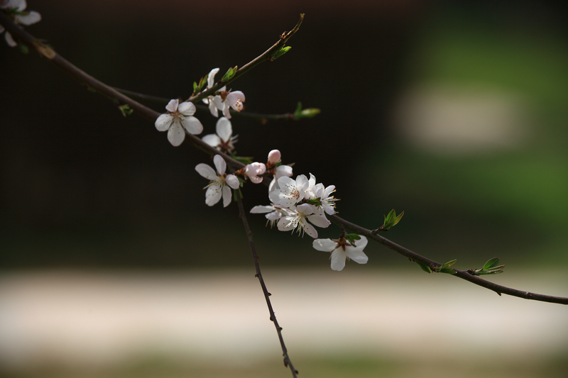 201303满园春色 (9).JPG