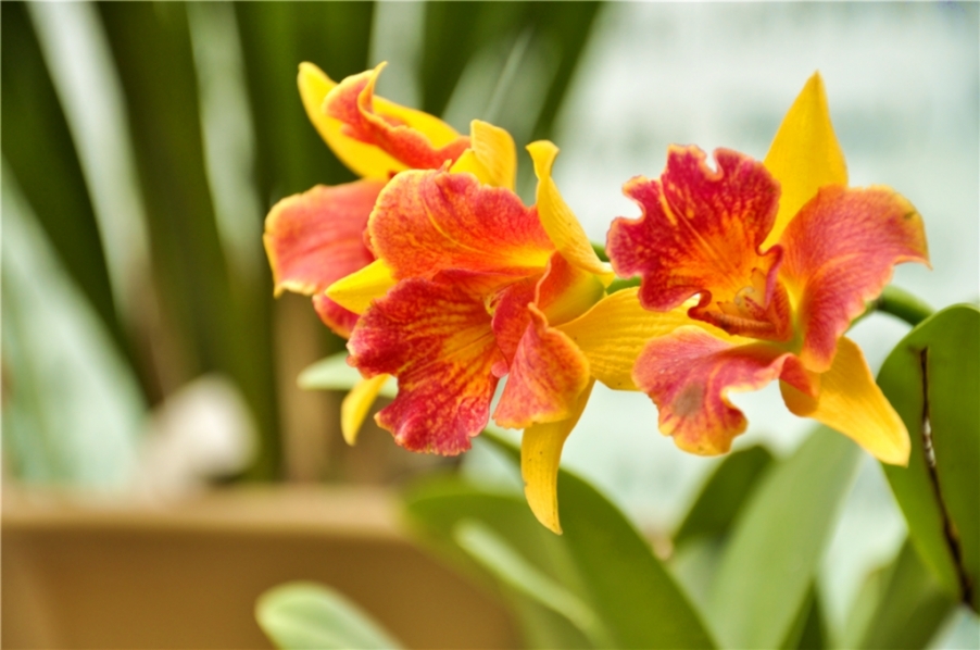 _DSC0083_副本 - 副本.jpg