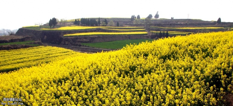 油菜花黄.jpg