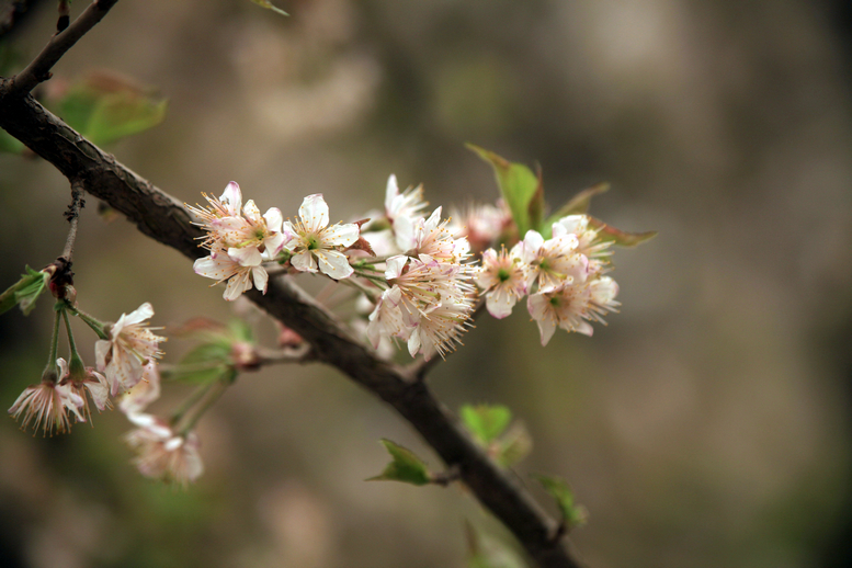 20130309沙尘下的春花 (4).jpg