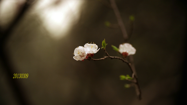 20130309沙尘下的春花 (34).jpg