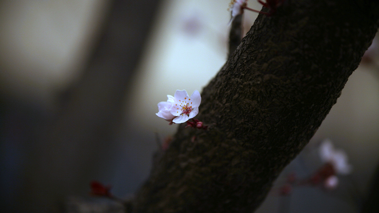 20130309沙尘下的春花 (45).jpg