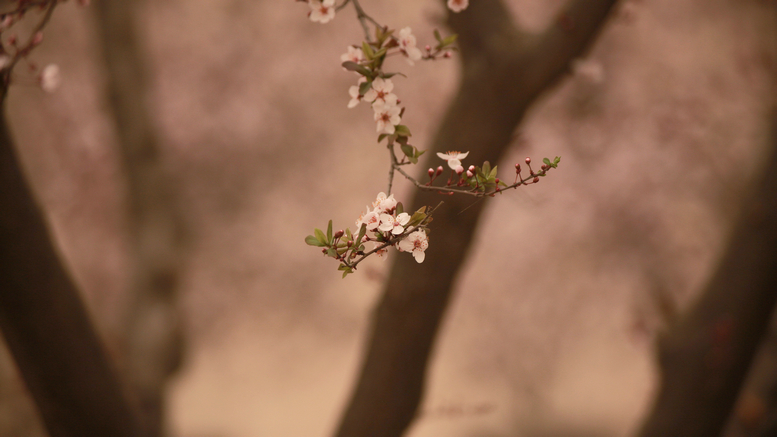 20130309沙尘下的春花 (49).jpg