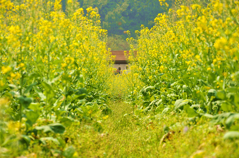_DSC0181_副本_副本.jpg