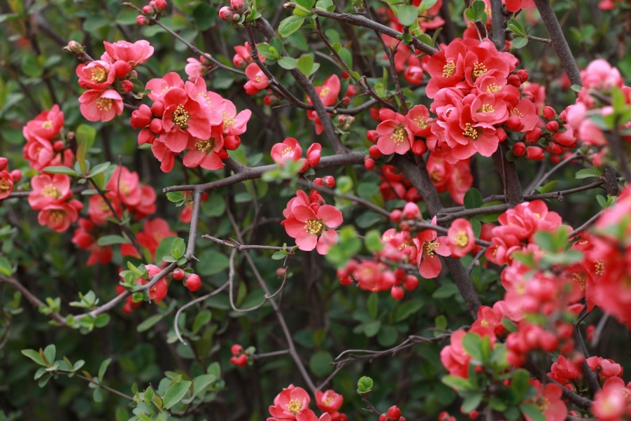 调整大小 IMG_4485.jpg