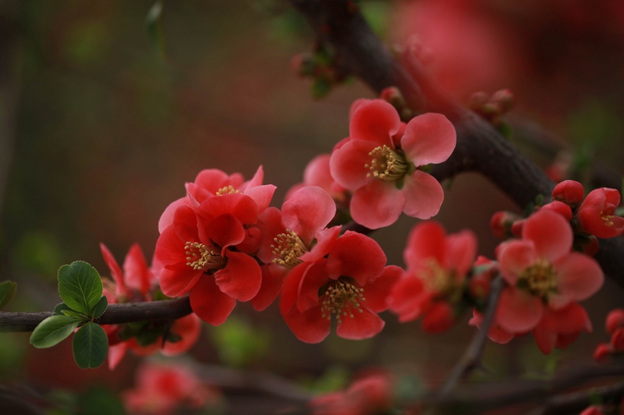 调整大小 IMG_4530.jpg