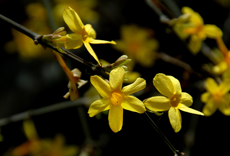 迎春 花 (6).jpg