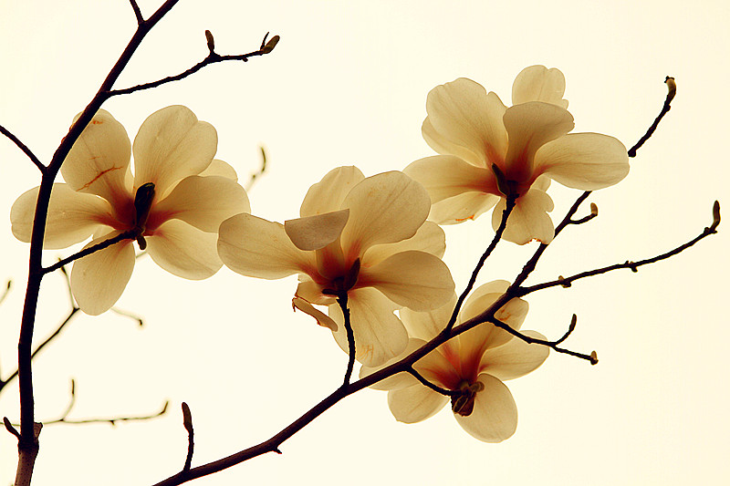 玉兰花 092_副本.jpg