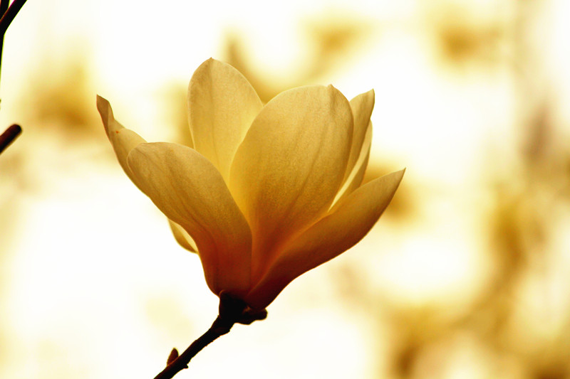 玉兰花 096_副本.jpg