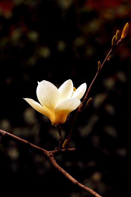 玉兰花 104_副本.jpg