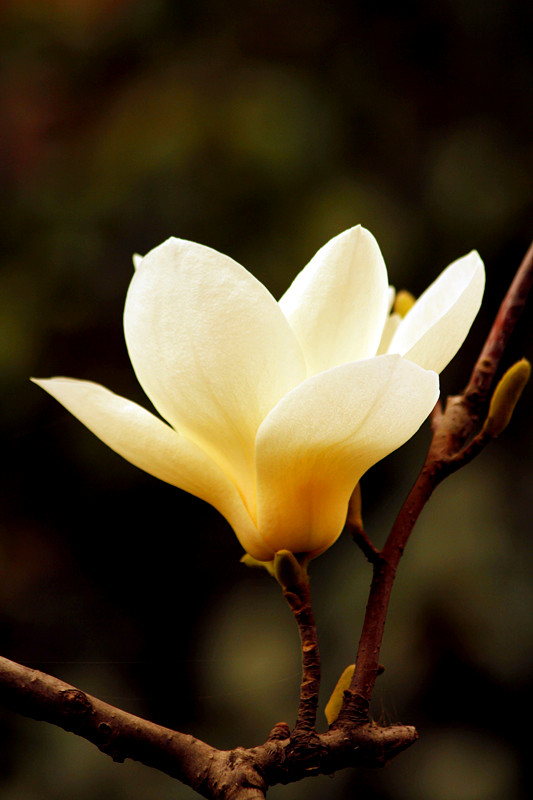 玉兰花 105_副本.jpg