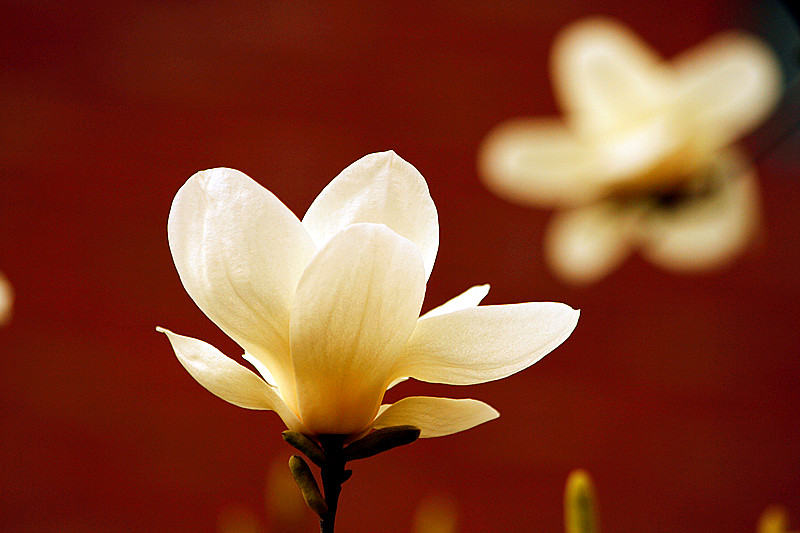 玉兰花 107_副本.jpg