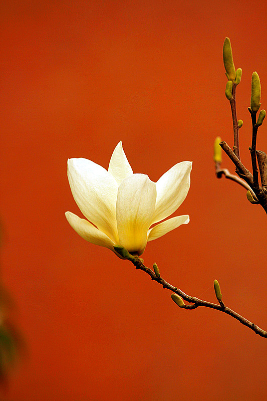 玉兰花 108_副本.jpg