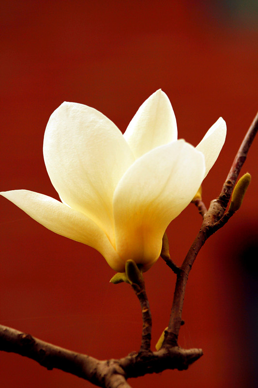 玉兰花 109_副本.jpg