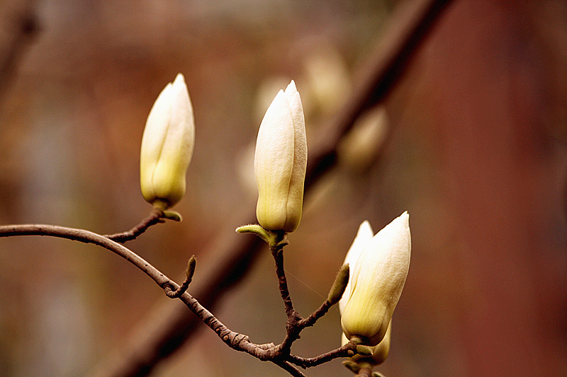 玉兰花 112_副本.jpg