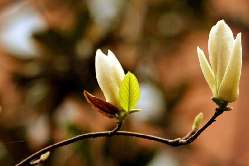 玉兰花 113_副本.jpg