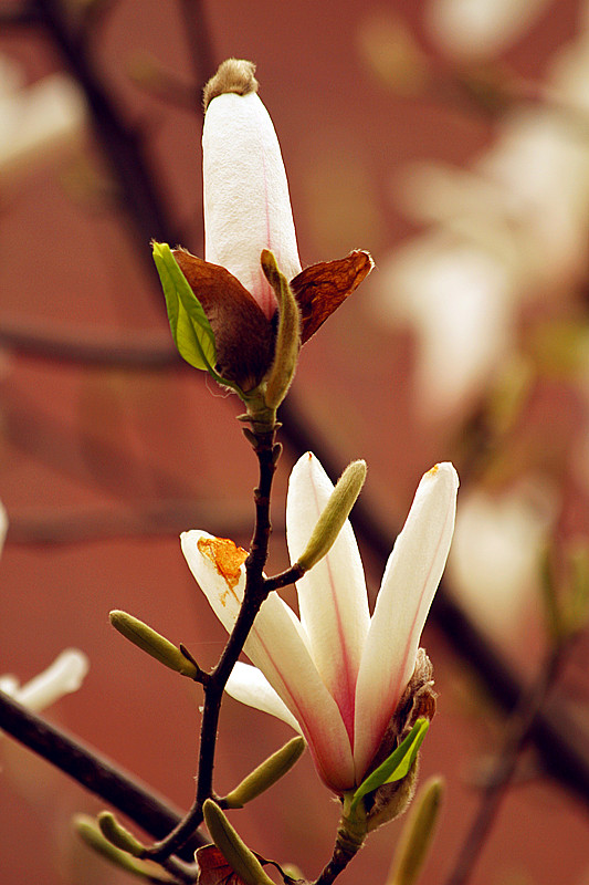 玉兰花 115_副本.jpg