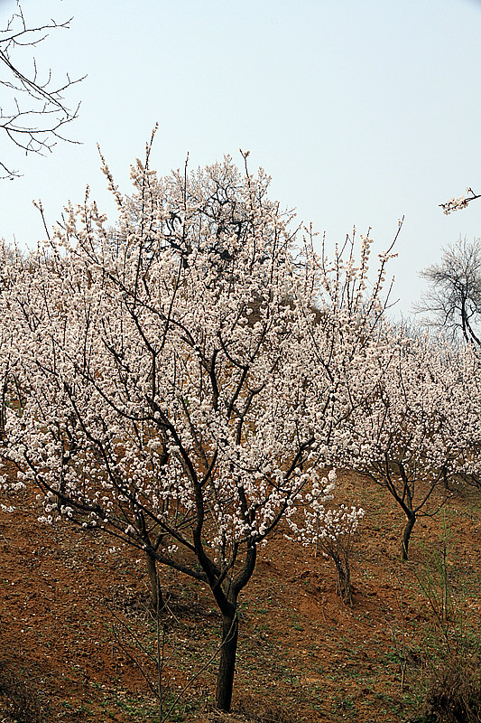 兰田杏花 024_副本.jpg