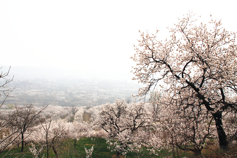 兰田杏花 035_副本.jpg