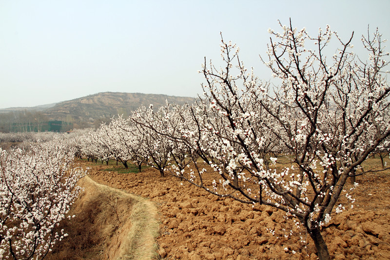 兰田杏花 046_副本.jpg